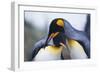 King Penguins-DLILLC-Framed Photographic Print