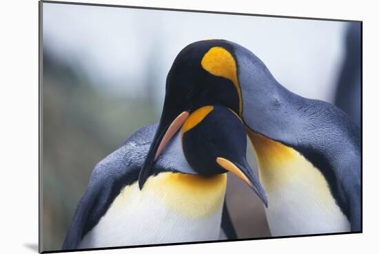 King Penguins-DLILLC-Mounted Photographic Print