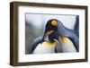 King Penguins-DLILLC-Framed Photographic Print