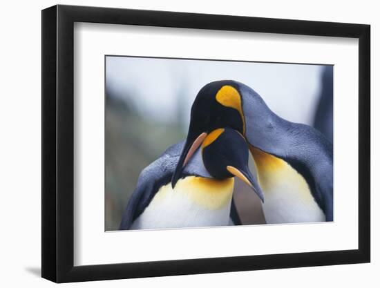 King Penguins-DLILLC-Framed Photographic Print