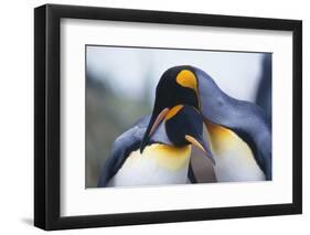 King Penguins-DLILLC-Framed Photographic Print