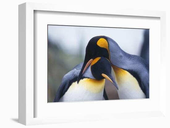 King Penguins-DLILLC-Framed Photographic Print