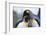 King Penguins-DLILLC-Framed Photographic Print