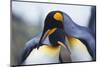 King Penguins-DLILLC-Mounted Photographic Print