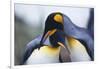 King Penguins-DLILLC-Framed Photographic Print