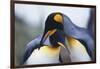 King Penguins-DLILLC-Framed Photographic Print