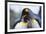 King Penguins-DLILLC-Framed Photographic Print