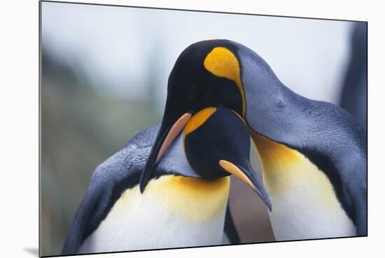 King Penguins-DLILLC-Mounted Photographic Print