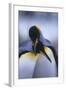 King Penguins-DLILLC-Framed Photographic Print