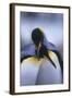 King Penguins-DLILLC-Framed Photographic Print