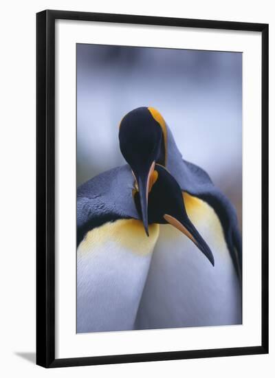 King Penguins-DLILLC-Framed Photographic Print