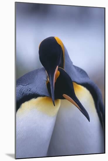 King Penguins-DLILLC-Mounted Photographic Print