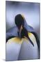 King Penguins-DLILLC-Mounted Photographic Print