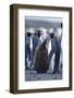 King Penguins-DLILLC-Framed Photographic Print