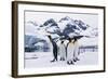 King Penguins-DLILLC-Framed Photographic Print