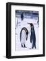 King Penguins-DLILLC-Framed Photographic Print