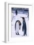 King Penguins-DLILLC-Framed Photographic Print