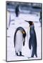 King Penguins-DLILLC-Mounted Photographic Print