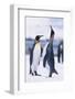 King Penguins-DLILLC-Framed Photographic Print