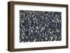 King Penguins-DLILLC-Framed Photographic Print