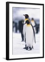 King Penguins-DLILLC-Framed Photographic Print