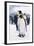 King Penguins-DLILLC-Framed Photographic Print