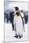 King Penguins-DLILLC-Mounted Photographic Print