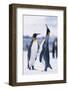 King Penguins-DLILLC-Framed Photographic Print