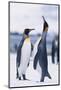 King Penguins-DLILLC-Mounted Photographic Print