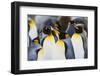 King Penguins-DLILLC-Framed Photographic Print