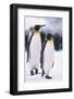 King Penguins-DLILLC-Framed Photographic Print