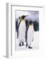 King Penguins-DLILLC-Framed Photographic Print