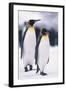 King Penguins-DLILLC-Framed Photographic Print