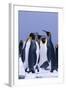 King Penguins-DLILLC-Framed Photographic Print