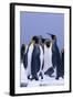 King Penguins-DLILLC-Framed Photographic Print