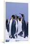 King Penguins-DLILLC-Framed Photographic Print