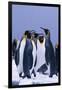 King Penguins-DLILLC-Framed Photographic Print