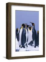 King Penguins-DLILLC-Framed Photographic Print