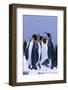 King Penguins-DLILLC-Framed Photographic Print