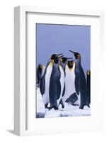 King Penguins-DLILLC-Framed Photographic Print