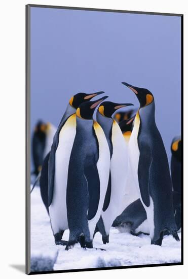 King Penguins-DLILLC-Mounted Photographic Print