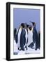 King Penguins-DLILLC-Framed Photographic Print