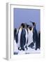 King Penguins-DLILLC-Framed Photographic Print