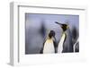 King Penguins-DLILLC-Framed Photographic Print