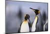 King Penguins-DLILLC-Mounted Photographic Print