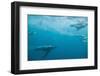 King Penguins-DLILLC-Framed Photographic Print