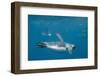 King Penguins-DLILLC-Framed Photographic Print