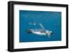 King Penguins-DLILLC-Framed Photographic Print