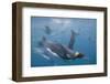 King Penguins-DLILLC-Framed Photographic Print