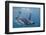 King Penguins-DLILLC-Framed Photographic Print